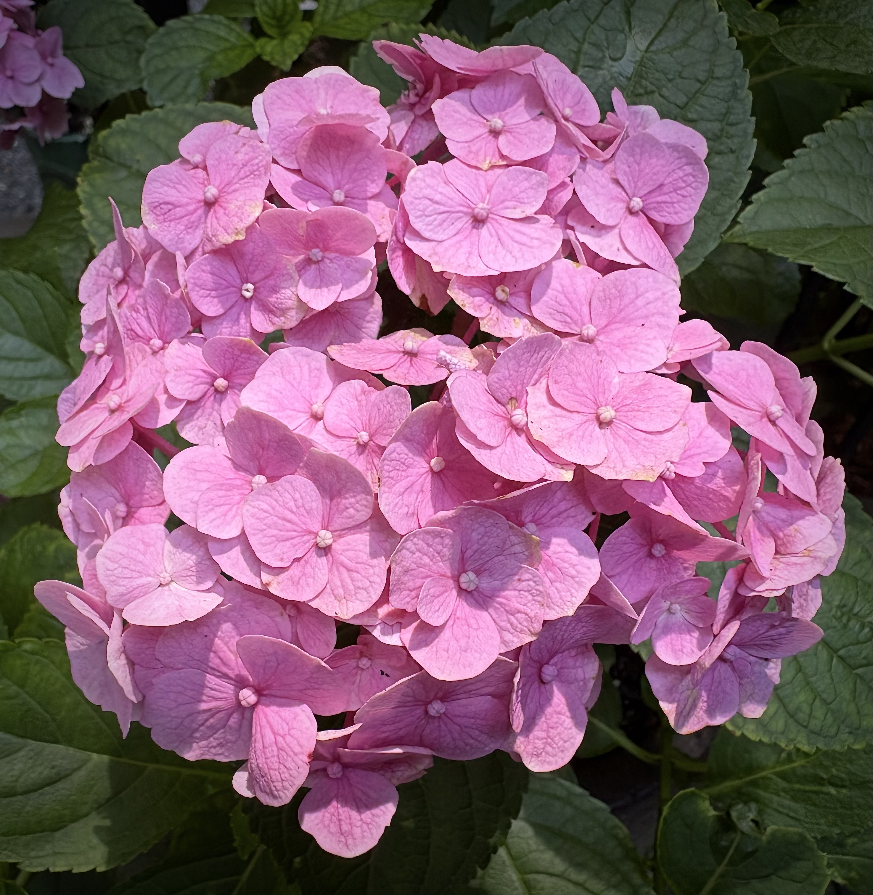 Hydrangea Macrophylla Amethyst pink blooms in a pot